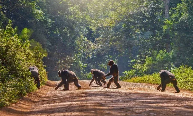 Tanzania Chimpanzee Trekking