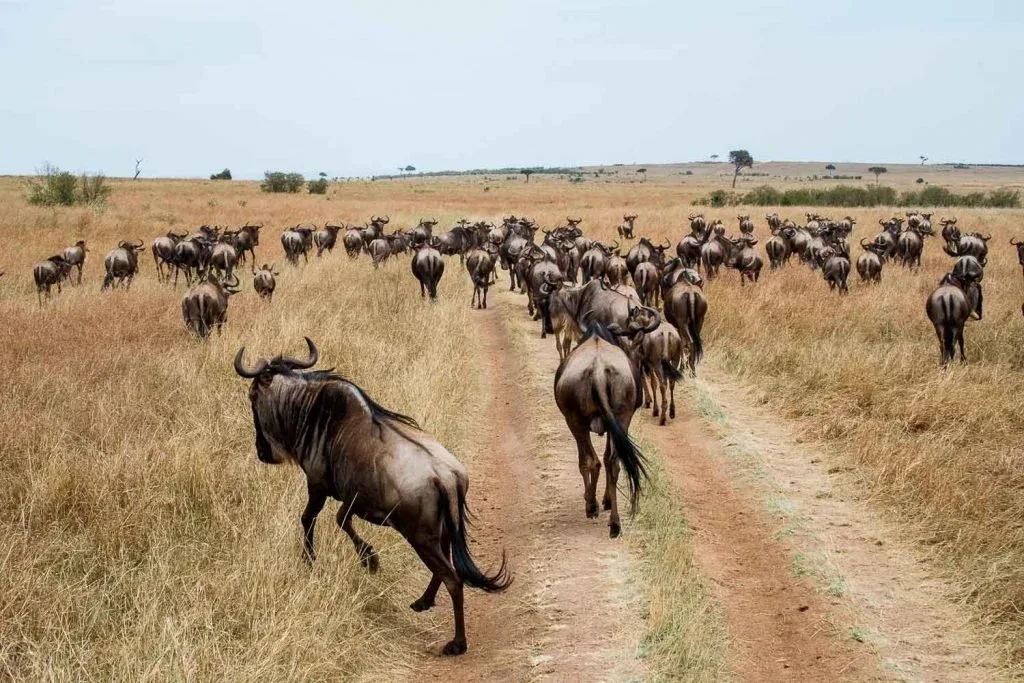 The Masai Mara Game Rreserve Safari