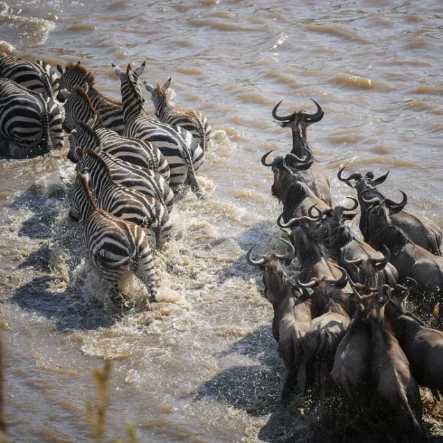 Wildebeest Migration Safari Packages With Prices & Reviews