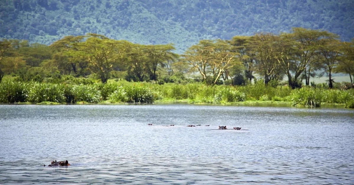 hippo-water-lake-naivasha-kenya