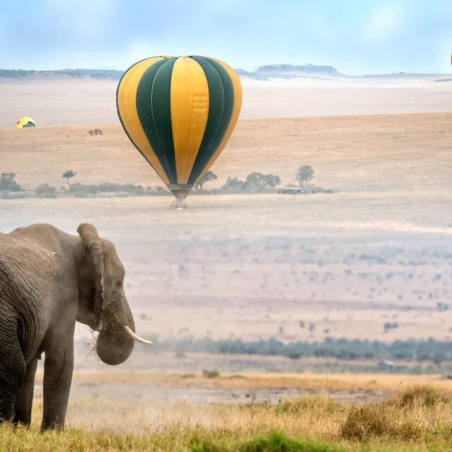 Top Africa Safari Experiences in 2024