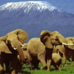 Amboseli Safari Tours 1