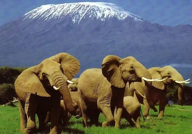 Amboseli Holiday Packages With Prices