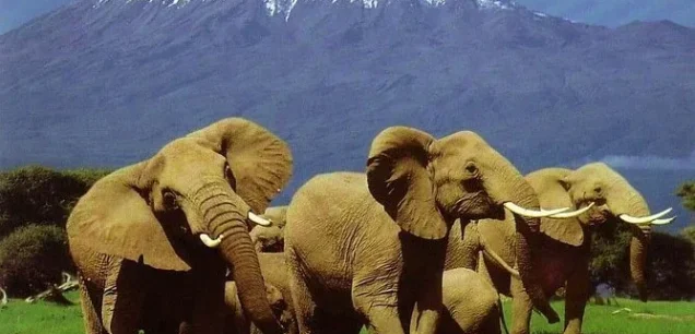 Amboseli Budget Safaris Tour Packages & Prices