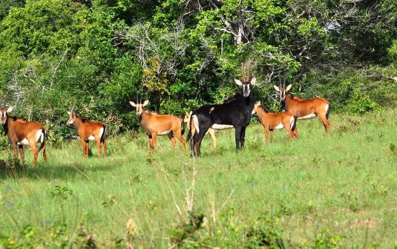 Antelopes-Shimba-Hills Tours