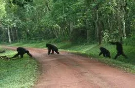 Budongo Forest Chimpanzee Trekking Safari