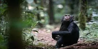 Budongo Forest Chimpanzee Trekking Tours
