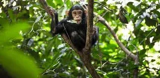 Gombe Chimpanzee Trekking Safari 1
