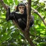Gombe Chimpanzee Trekking Safari