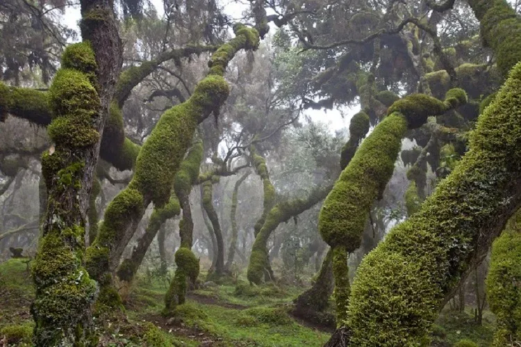 Harenna forest, Bale Mountains National Park, Ethiopia
