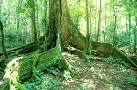 Kakamega Forest Safaris & Holiday Packages Prices, Reviews