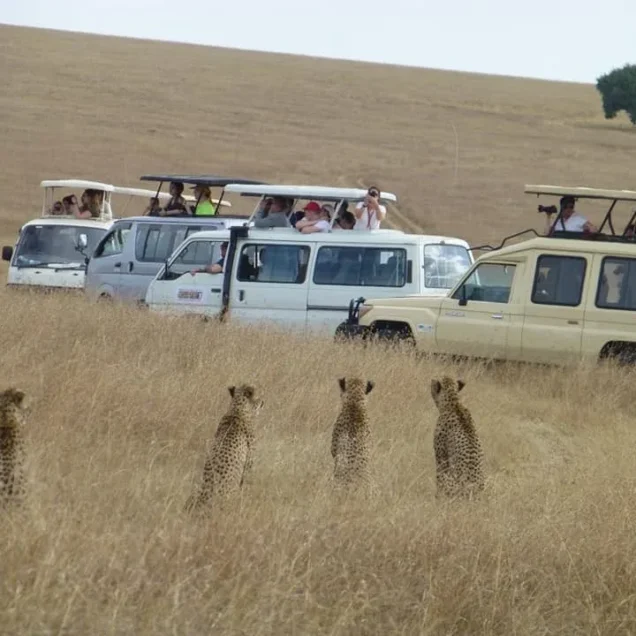 Katonga Safari Tours & Holiday Packages Prices, Reviews