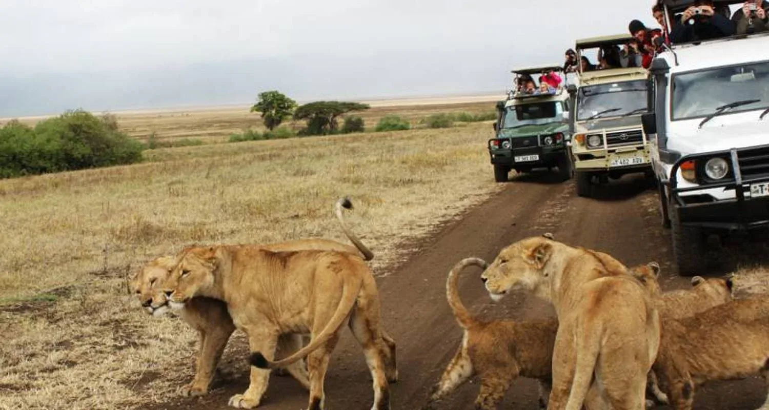 Kenya Safari Tours Packages