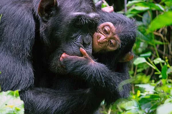 Kibale Chimpanzee Trekking Tours With Package Prices, Reviews