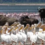 Lake Bogoria Safari Tours packages