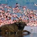 Lake Nakuru Budget Safari Tours