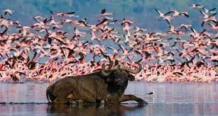 Lake Nakuru Safaris Tour Holidays Packages With Prices, Reviews