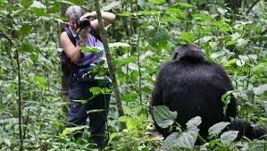 Mahale Mountains Budget Chimpanzee Trekking Safari