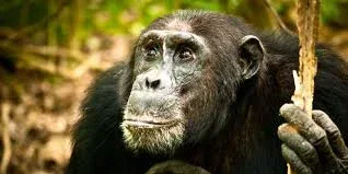 Mahale Mountains Chimpanzee Trekking Package