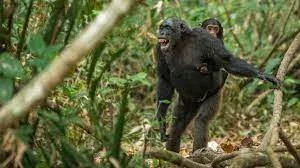 Mahale Mountains Chimpanzee Trekking Safari