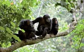 Mahale Mountains Chimpanzee Trekking Safaris