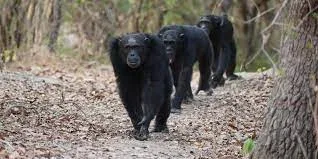 Mahale Mountains Chimpanzee Trekking Tours