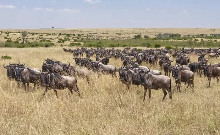 Masai Mara Budget Safari Tour packages