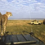 Masai Mara Budget Safari Tours Kenya