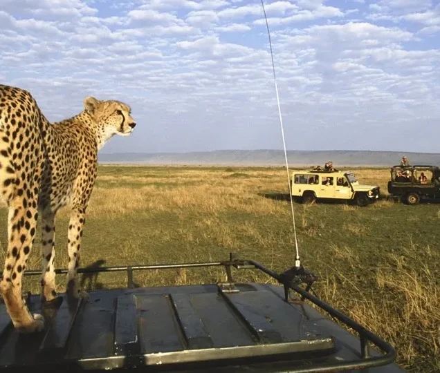 Masai Mara Budget Safaris Tour Packages With Prices & Reviews