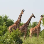 Meru Kenya Safari Tours