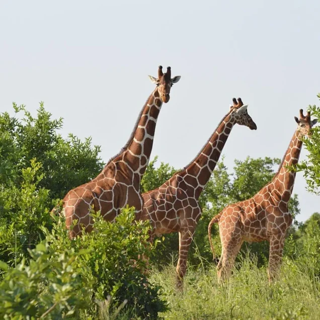Meru Safaris Tour Packages With Prices & Reviews