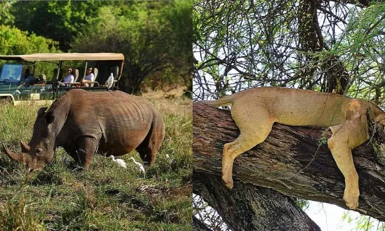 Meru Safari Tours