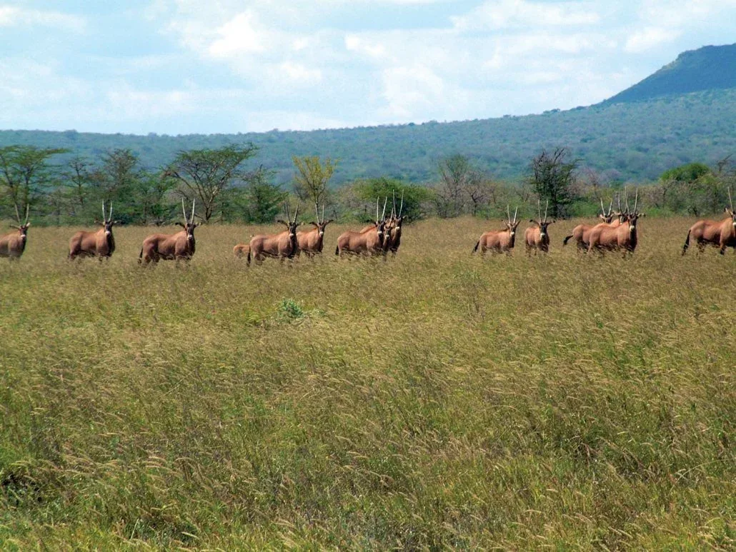 Mkomazi Safari Packages