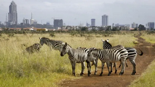 Nairobi Safari Tours
