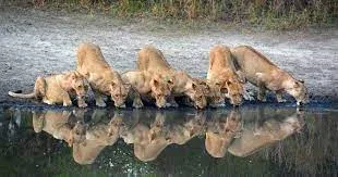 Nyerere (Selous) Safari Tours & Holiday Packages Prices