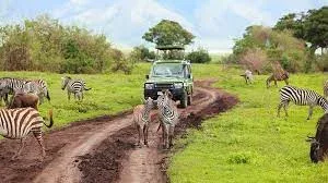 Ruaha Safari Tours & Holiday Packages