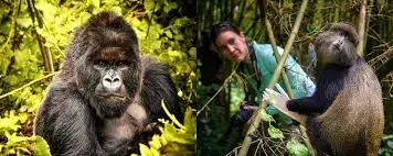 Rwanda Chimpanzee Trekking Packages