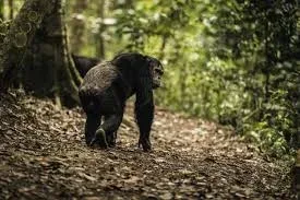 Rwanda Chimpanzee Trekking Safaris