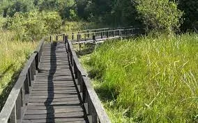 Saiwa Swamp Safari