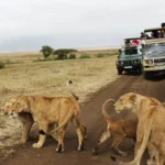 Samburu Safari Tours