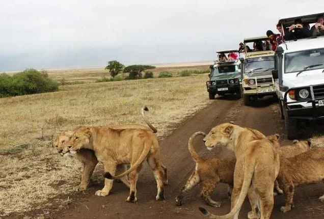 Samburu Safari Tours Packages With Prices & Reviews