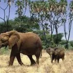 Samburu Safari Tours Package