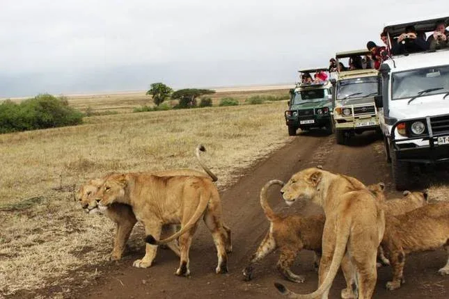 Samburu Safari Tours