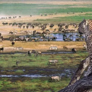Serengeti Safari Tours & Holiday Packages Prices, Reviews