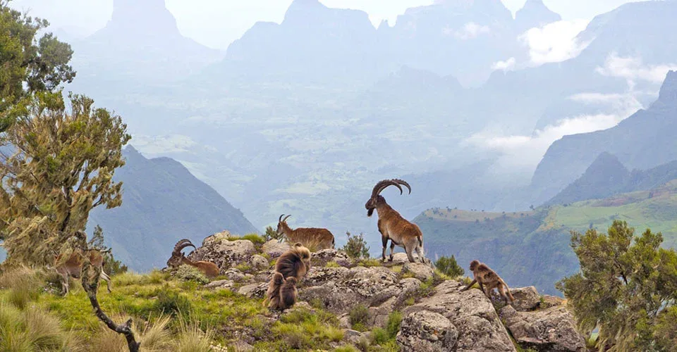 Simien Mountains Tour Package
