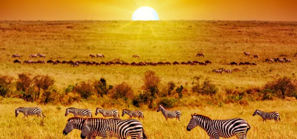 Tanzania Tours Safari Saadani Sunset