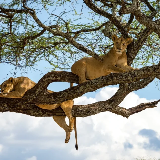 Africa Safari Holidays | Wildlife Safari Tours