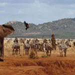 Tsavo East Wildlife Safari Tour Package