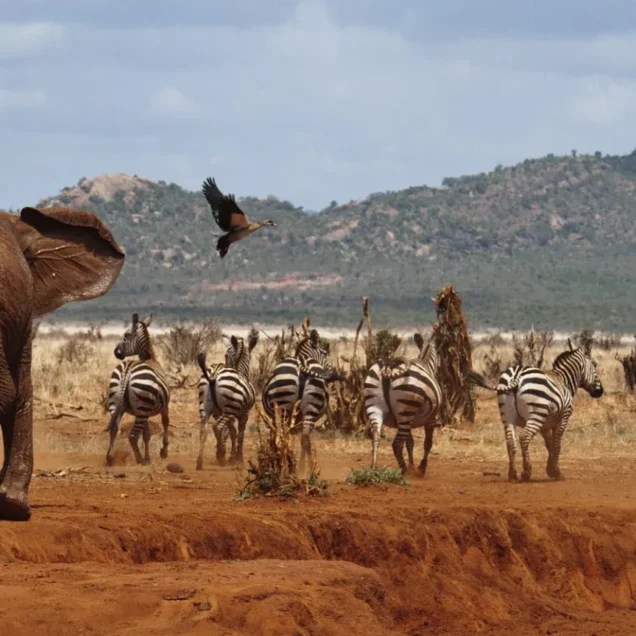 Tsavo East Safaris Tours Packages with Prices & Reviews