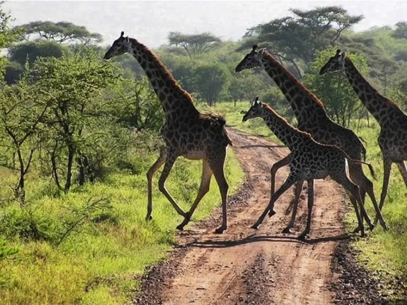 Tsavo East Wildlife Safari Tours